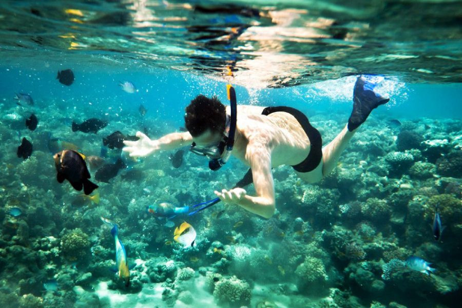 snockerling in cham island