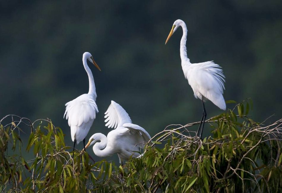 Discover the rich bird population in Van Long