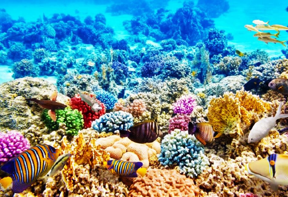 phu quoc island snorkeling